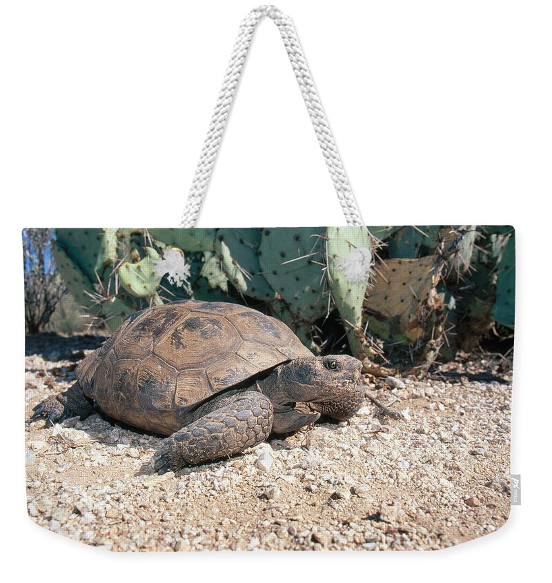 Animal Weekender Tote Bag featuring the photograph Desert Tortoise, Arizona by Craig K. Lorenz