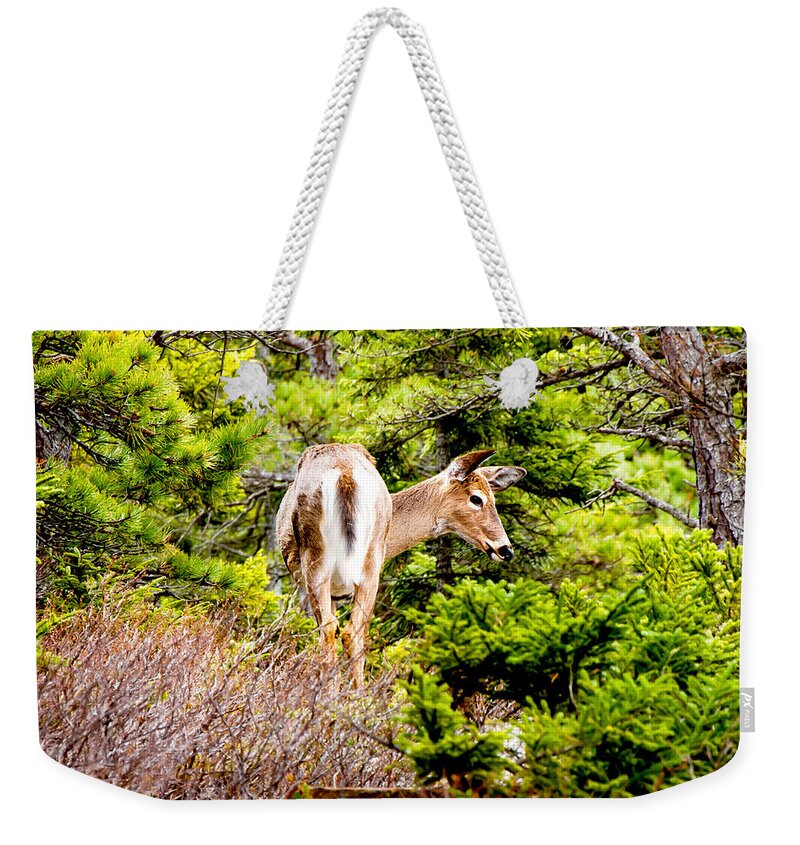 Mountains Weekender Tote Bag featuring the photograph Doe a Deer by Greg Fortier