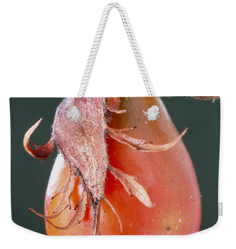 Botany Weekender Tote Bag featuring the photograph Dog Rose Hip by Perennou Nuridsany