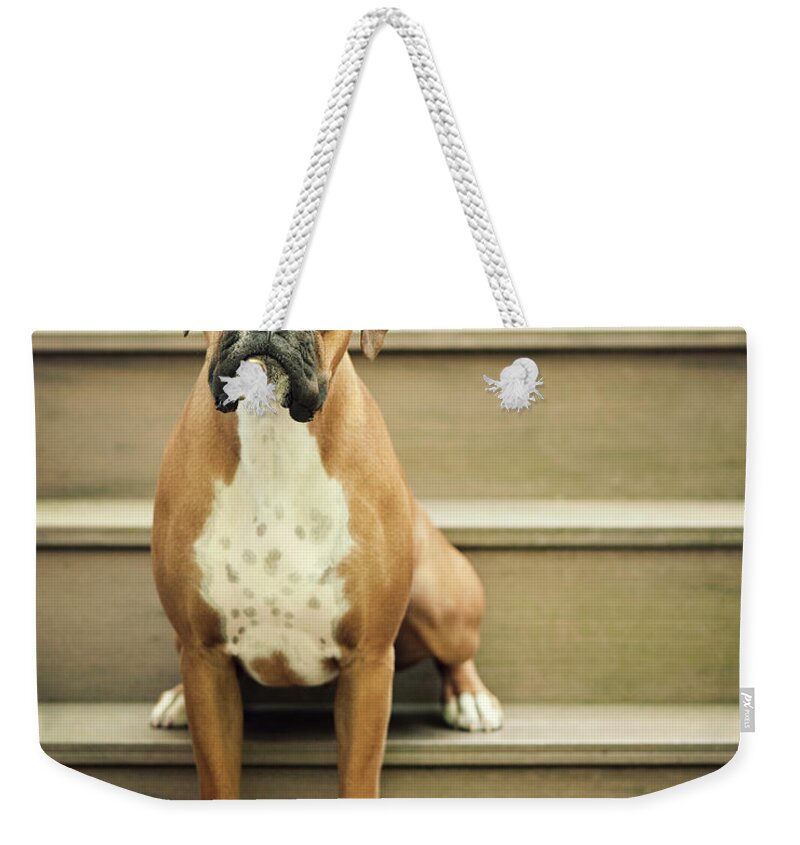 Pets Weekender Tote Bag featuring the photograph Dog Sitting On Step by Jody Trappe Photography