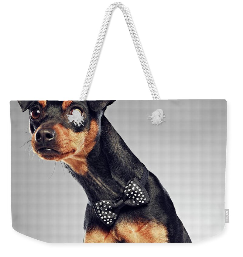 Alertness Weekender Tote Bag featuring the photograph Dog Wearing Bow Tie by 24frames