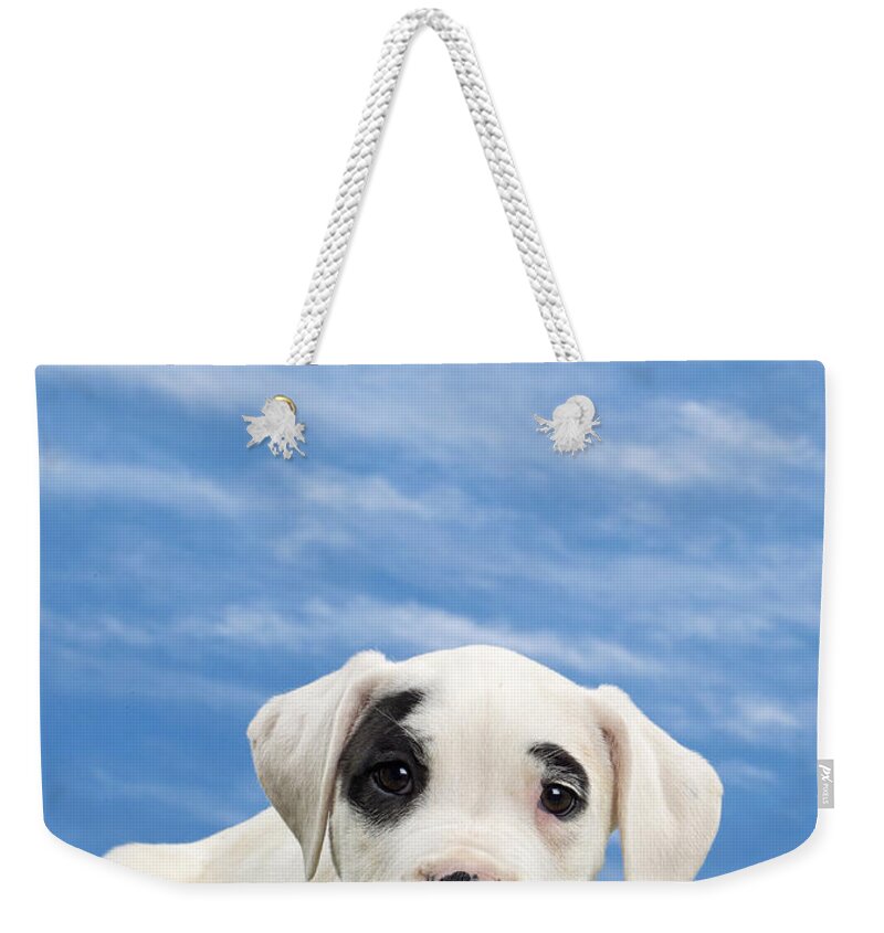 Dog Weekender Tote Bag featuring the photograph Dogo Argentino Puppy by Jean-Michel Labat