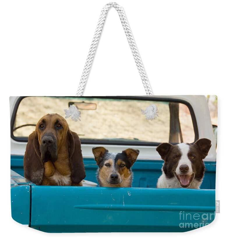 Dog Weekender Tote Bag featuring the photograph Dogs In Pickup by John Shaw