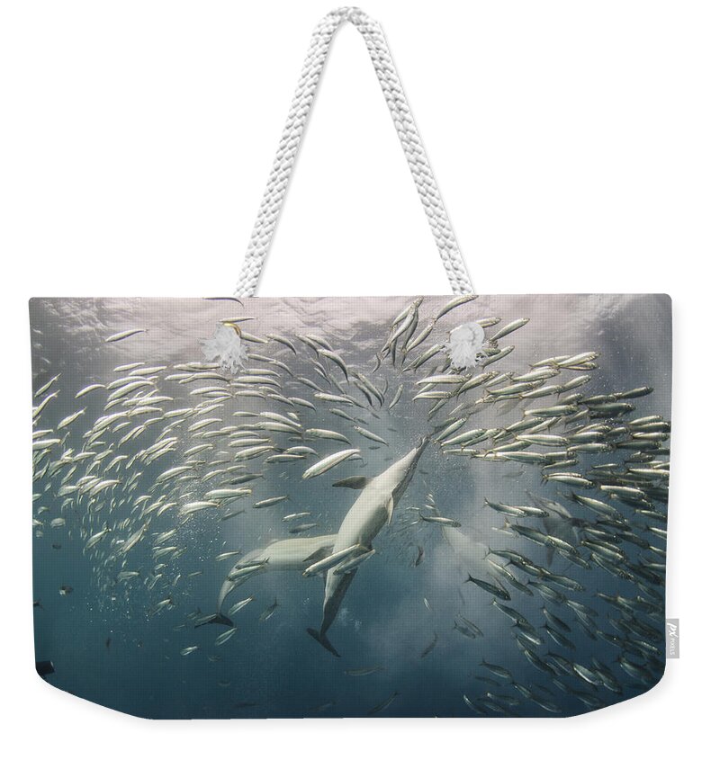 Mp Weekender Tote Bag featuring the photograph Dolphins Hunting Sardines by Pete Oxford