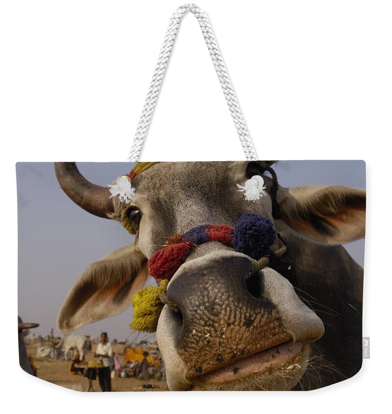 00210290 Weekender Tote Bag featuring the photograph Domestic Cattle India by Pete Oxford