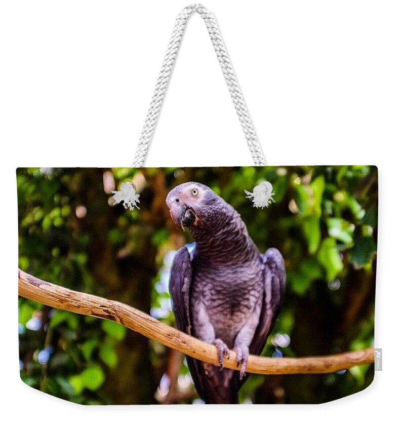 Beautiful Weekender Tote Bag featuring the photograph Don't Give Me The Bird! by Aleck Cartwright