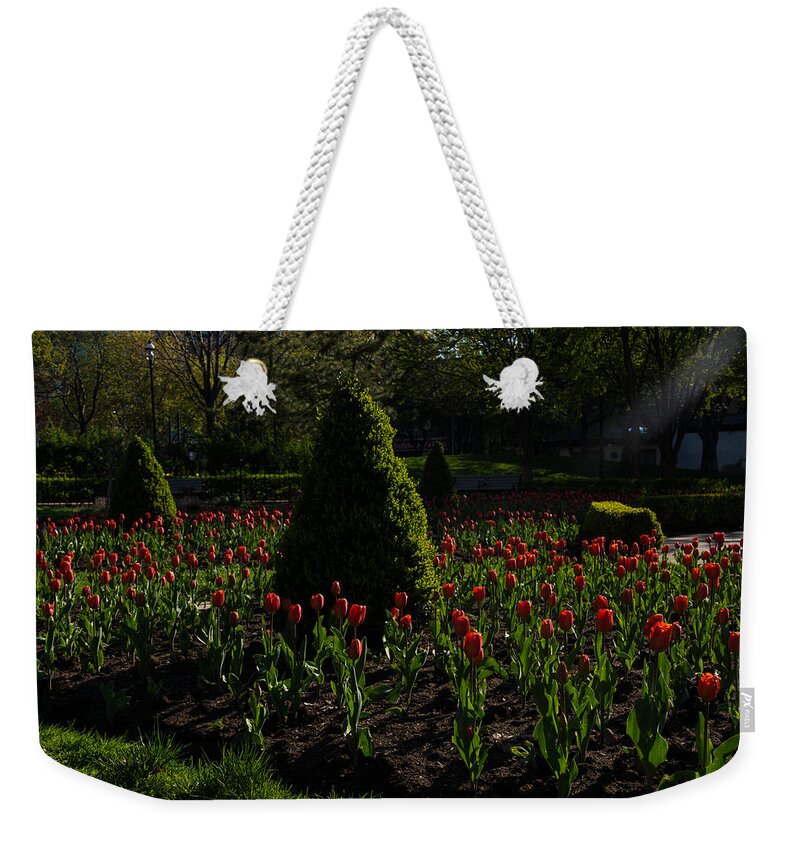 Tulips Weekender Tote Bag featuring the photograph Downtown Victorian Garden - Red Tulips and Sunshine by Georgia Mizuleva