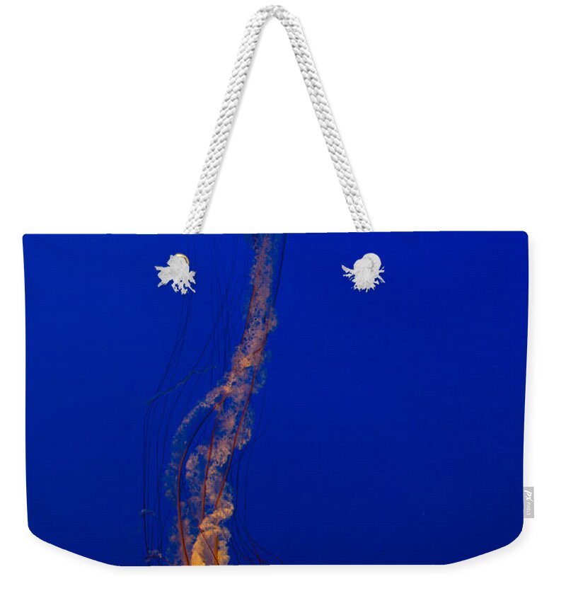 Jellyfish Weekender Tote Bag featuring the photograph Downward Facing Pacific Sea Nettle 3 by Scott Campbell
