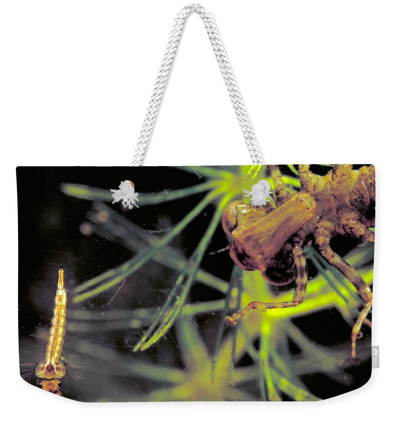 Animal Weekender Tote Bag featuring the photograph Dragonfly Nymph & Mosquito Larva by Robert Noonan