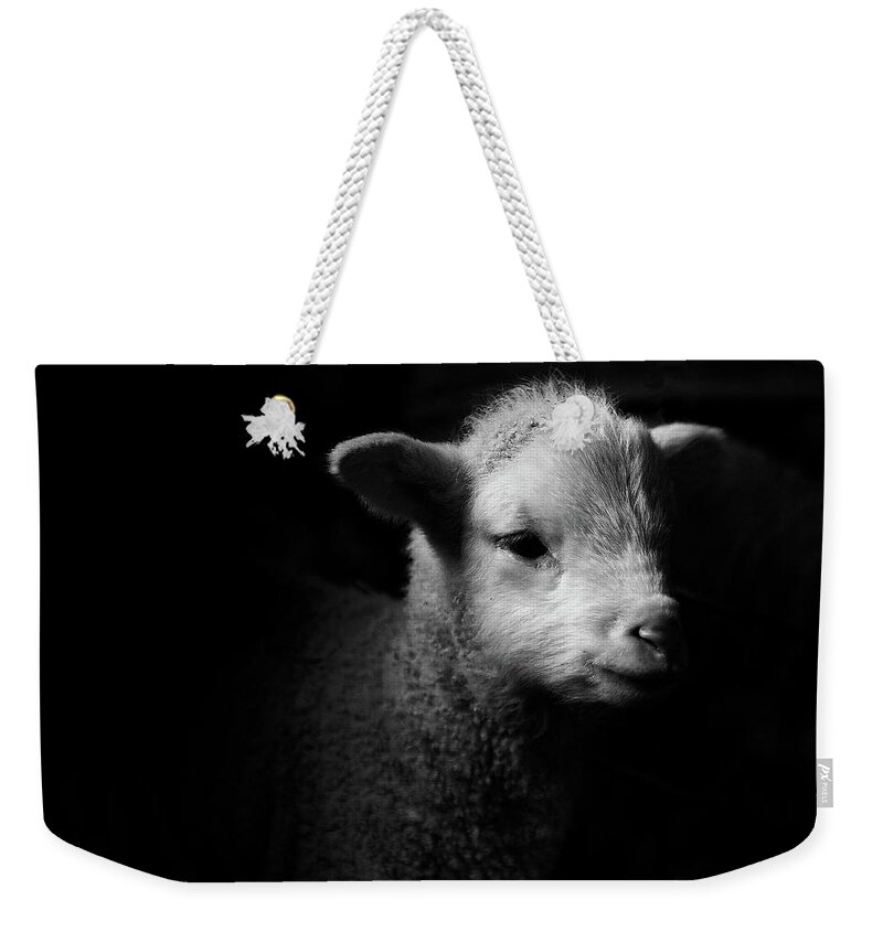Animal Themes Weekender Tote Bag featuring the photograph Dramatic Lamb Black & White by Michael Neil O'donnell