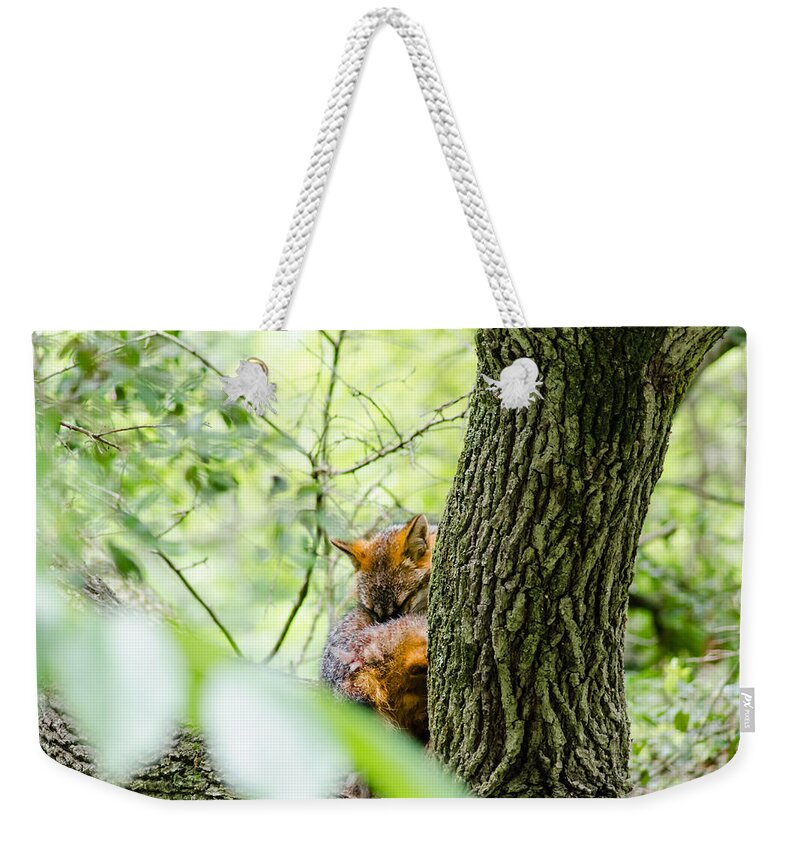 Fox Weekender Tote Bag featuring the photograph Dreaming Above All by Wild Fotos