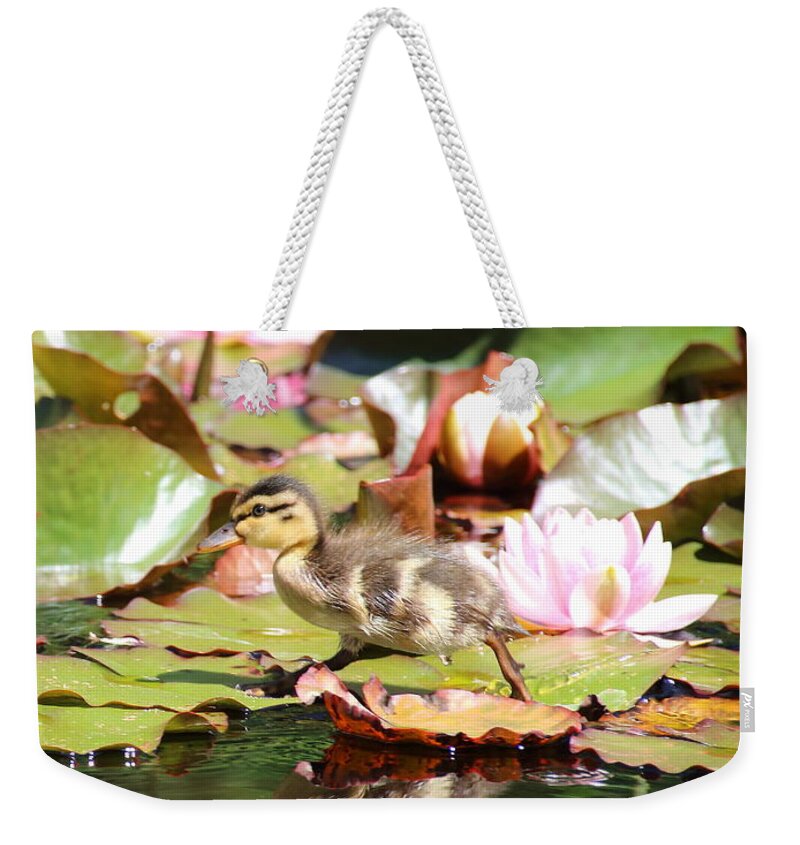 Ducklings Weekender Tote Bag featuring the photograph Duckling running over the Water Lilies 2 by Amanda Mohler