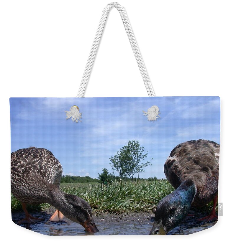 Duck Weekender Tote Bag featuring the photograph Ducks Eye View by Shane Bechler