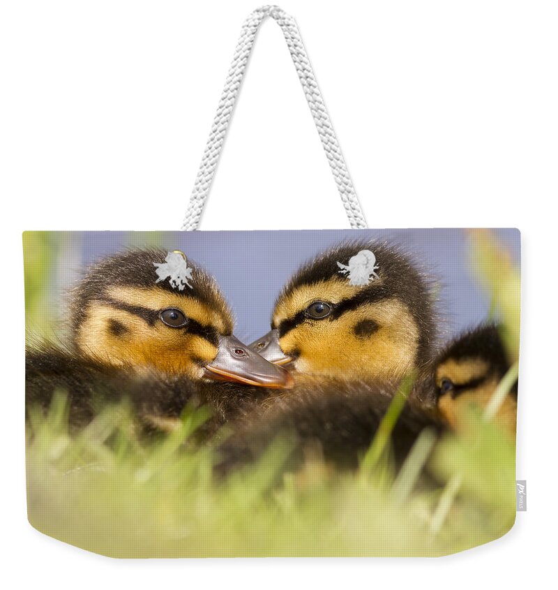 Anas Platyrhynchos Weekender Tote Bag featuring the photograph Ducktwins by Roeselien Raimond