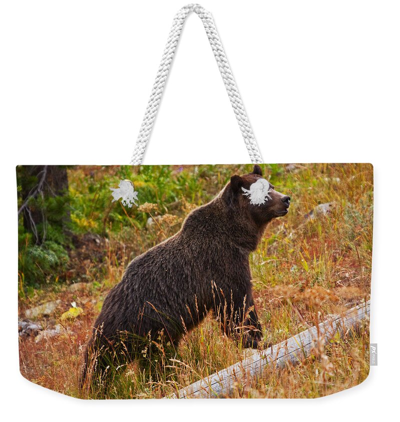 Alert Weekender Tote Bag featuring the photograph Dunraven Grizzly by Mark Kiver