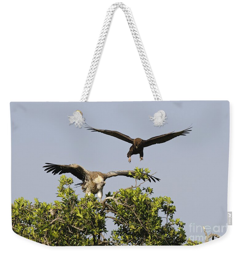 African Fauna Weekender Tote Bag featuring the photograph Eagle Harasses A Vulture by John Shaw