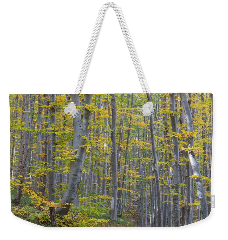  Weekender Tote Bag featuring the photograph Early Autumn Vitosha Mountain Forest Bulgaria by Jivko Nakev