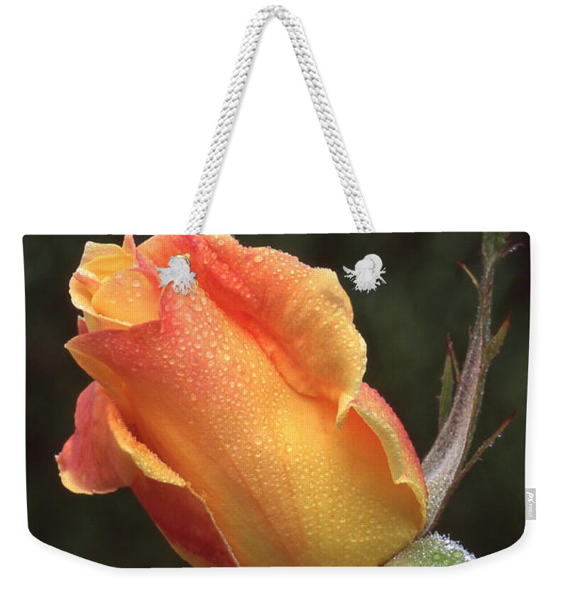 Flowers Weekender Tote Bag featuring the photograph Early Morning Rosebud by Ginny Barklow