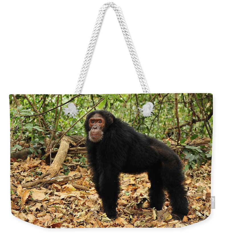 Thomas Marent Weekender Tote Bag featuring the photograph Eastern Chimpanzee Gombe Stream Np by Thomas Marent