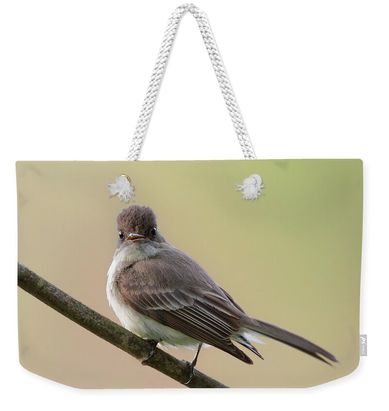 Eastern Phoebe Weekender Tote Bag featuring the photograph Eastern Phoebe by Bill Wakeley