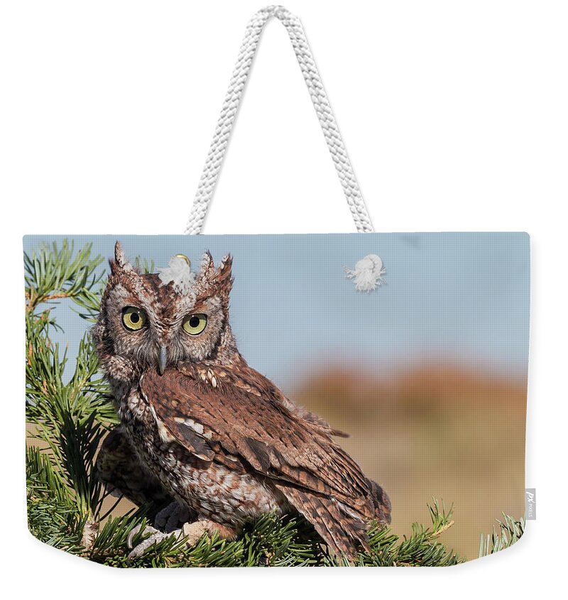 New Mexico Weekender Tote Bag featuring the photograph Eastern Screech-owl Megascops Asio by Jim Frazee
