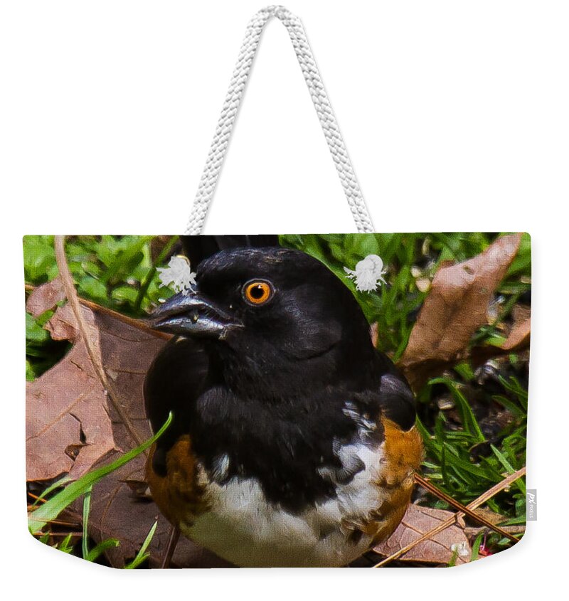 Eastern Towhee Weekender Tote Bag featuring the photograph Eastern Towhee - Male by Robert L Jackson