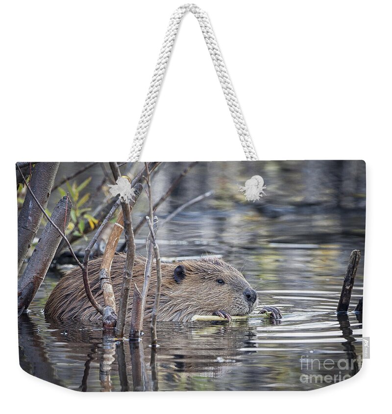 2012 Weekender Tote Bag featuring the photograph Eating Bark by Ronald Lutz