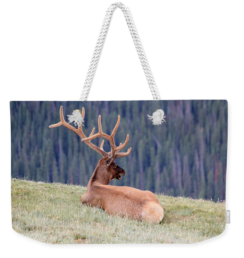 Elk Weekender Tote Bag featuring the photograph Echo by Shane Bechler