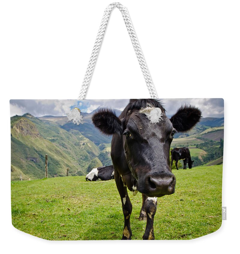 Cow Weekender Tote Bag featuring the photograph Ecuadorian Cow by Bert Peake