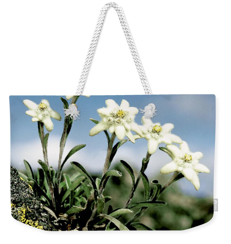 Plant Weekender Tote Bag featuring the photograph Edelweiss by Hermann Eisenbeiss