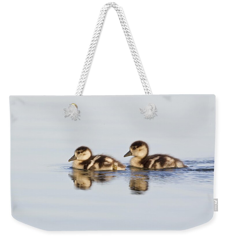 Flpa Weekender Tote Bag featuring the photograph Egyptian Goose Goslings River Thames by Dickie Duckett