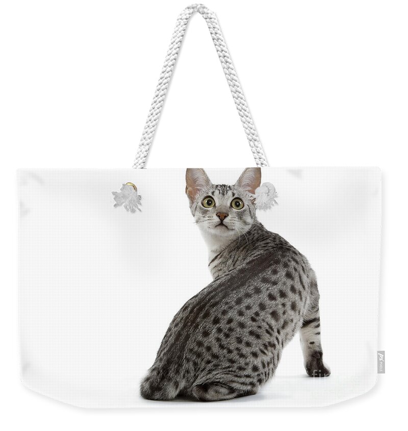 Cat Weekender Tote Bag featuring the photograph Egyptian Mau Cat by Jean-Michel Labat