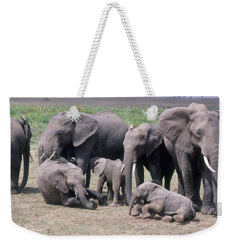 Adolescent Weekender Tote Bag featuring the photograph Elephant Family by Mary Beth Angelo