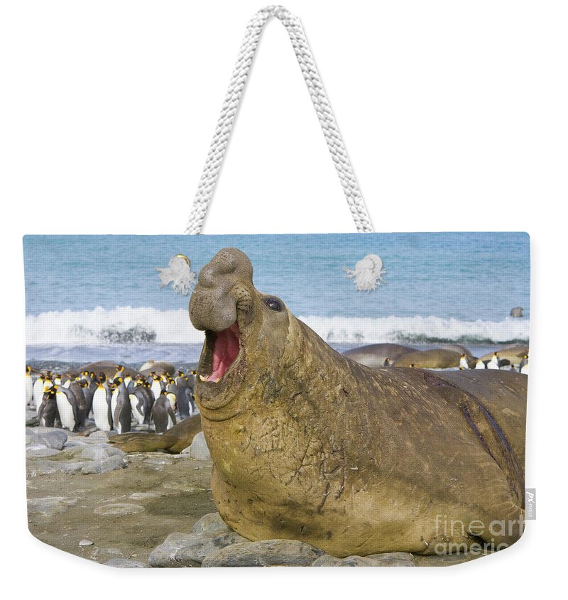 00345872 Weekender Tote Bag featuring the photograph Elephant Seal Roaring by Yva Momatiuk John Eastcott