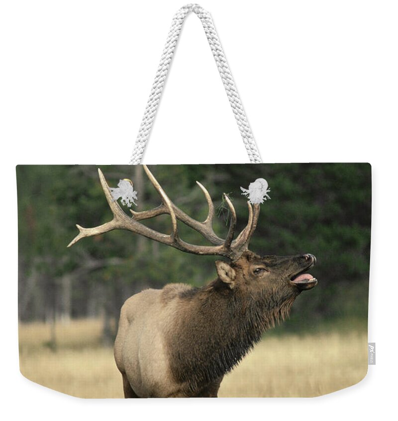 Feb0514 Weekender Tote Bag featuring the photograph Elk Bull Bugling During Rut Yellowstone by Michael Quinton