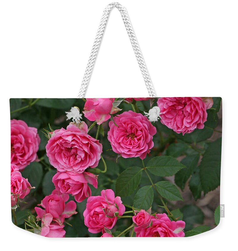 Best Seller Weekender Tote Bag featuring the photograph Elmshorn Rose Shrub by Allen Beatty