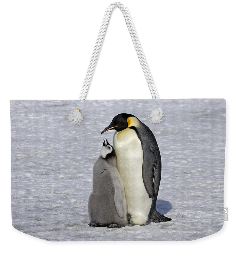 Flpa Weekender Tote Bag featuring the photograph Emperor Penguin And Chick Snow Hill Isl by Roger Tidman