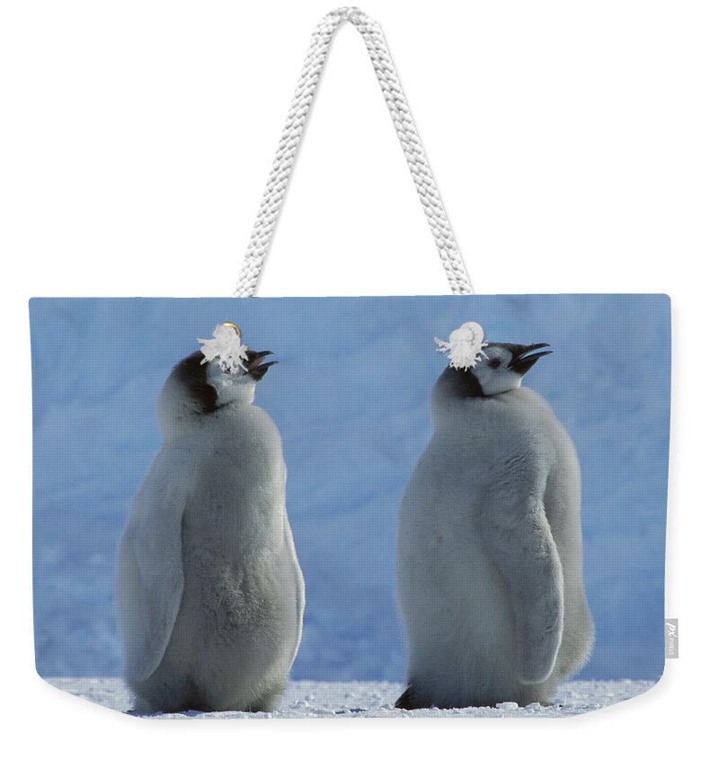 Feb0514 Weekender Tote Bag featuring the photograph Emperor Penguin Chicks Panting by Tui De Roy