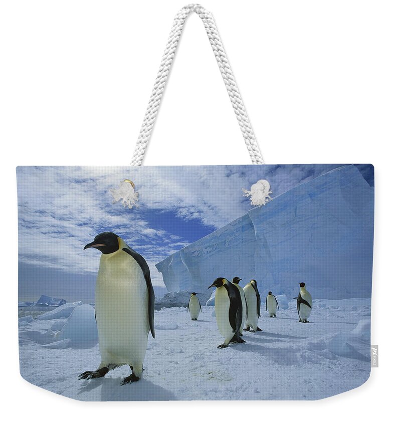 Feb0514 Weekender Tote Bag featuring the photograph Emperor Penguin Crossing Sea Ice by Tui De Roy