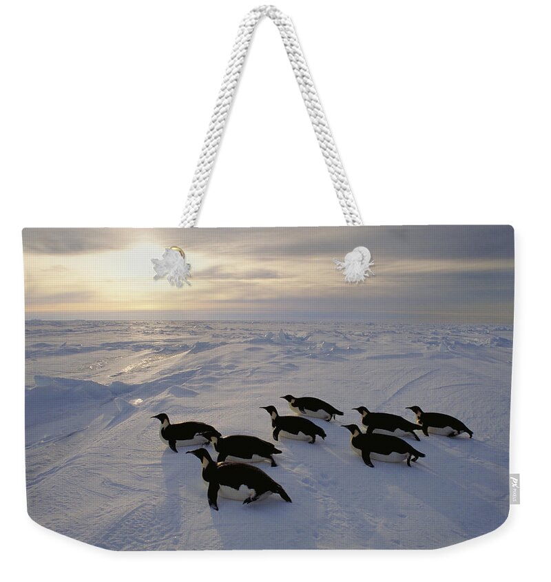 538006 Weekender Tote Bag featuring the photograph Emperor Penguins Tobogganing Weddell Sea by Kevin Schafer