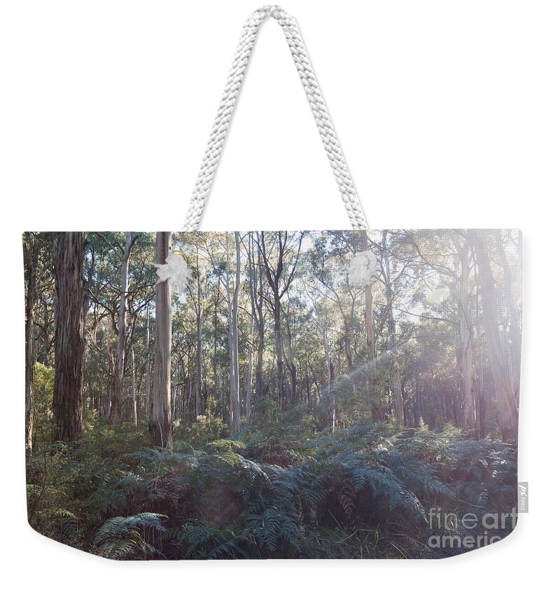 Landscape Weekender Tote Bag featuring the photograph Eucalyptus forest in Victoria Australia by Matteo Colombo