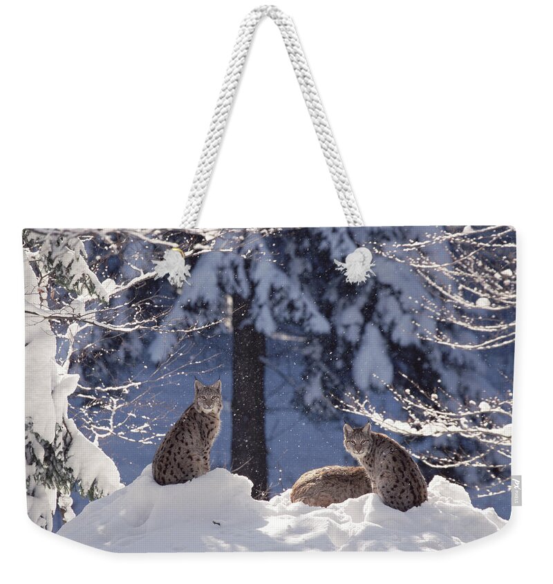 Mp Weekender Tote Bag featuring the photograph Eurasian Lynx Trio Resting by Konrad Wothe