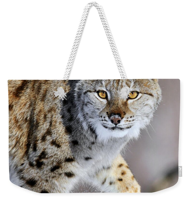 Mp Weekender Tote Bag featuring the photograph Eurasian Lynx Walking by Jasper Doest