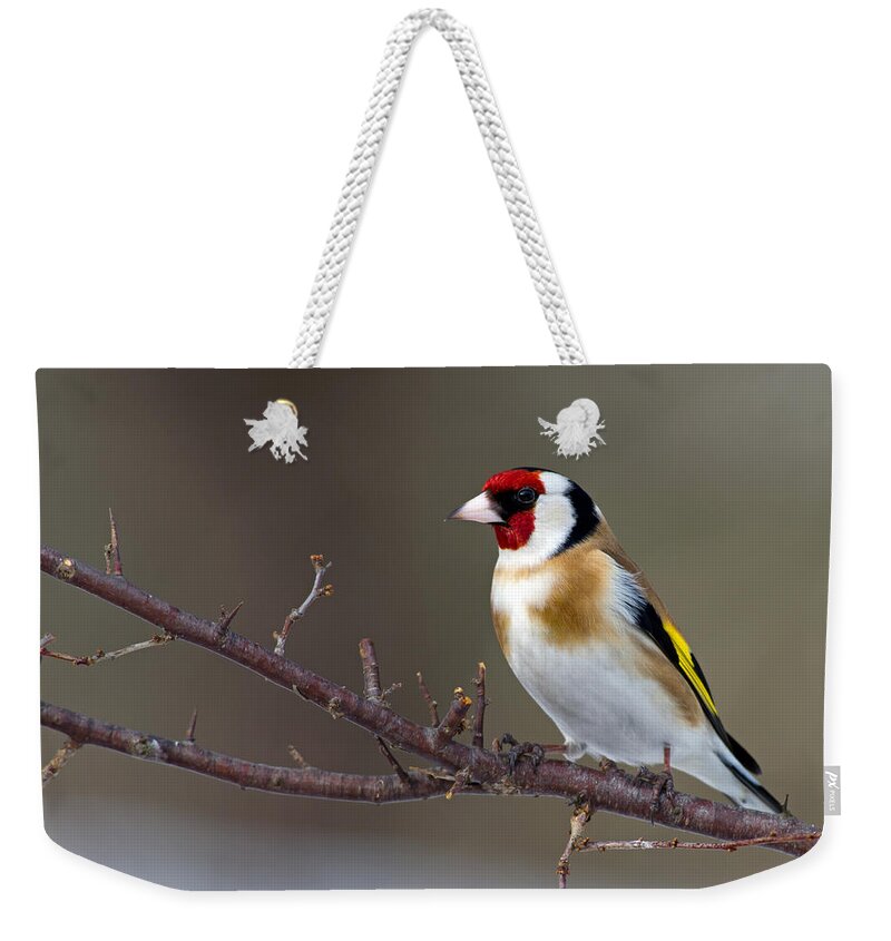 Goldfinch Weekender Tote Bag featuring the photograph European Goldfinch by Torbjorn Swenelius