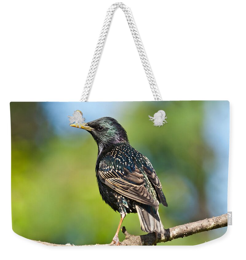 Animal Weekender Tote Bag featuring the photograph European Starling in a Tree by Jeff Goulden