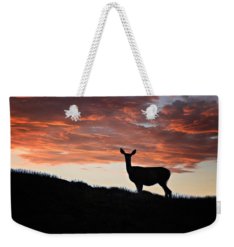 Colorado Weekender Tote Bag featuring the photograph Evening Doe Fiery Sky by Lana Trussell