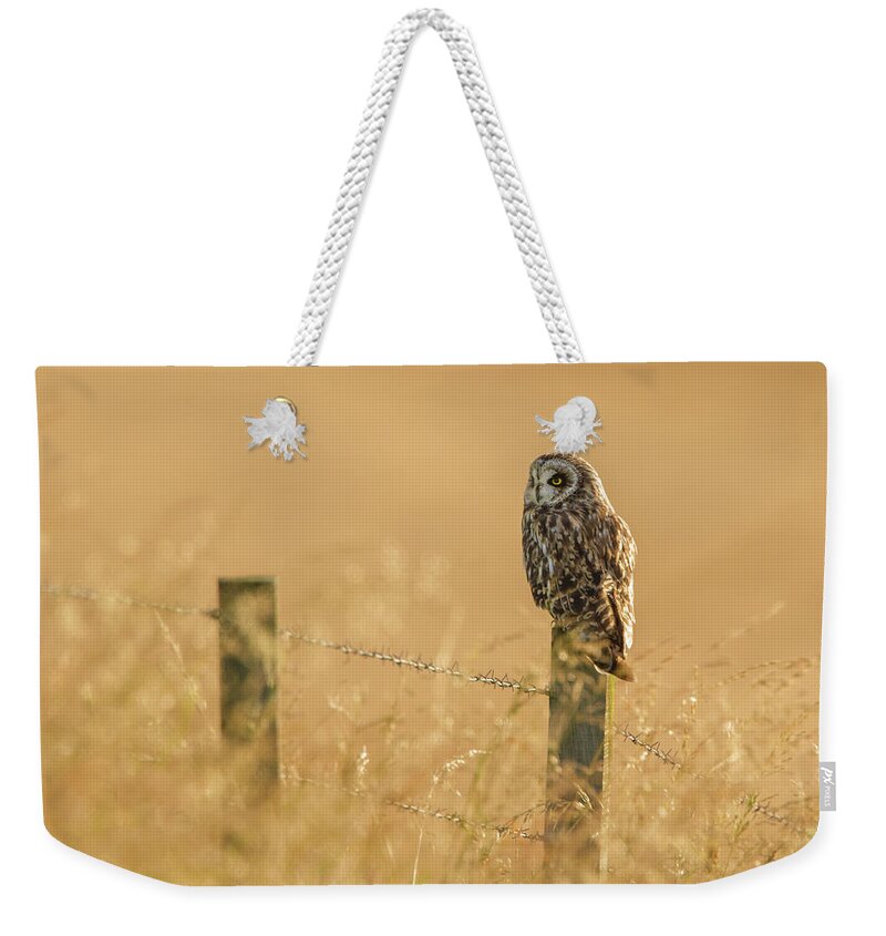 Animal Themes Weekender Tote Bag featuring the photograph Evening Glow Of A Short-eared Owl by Mark Medcalf