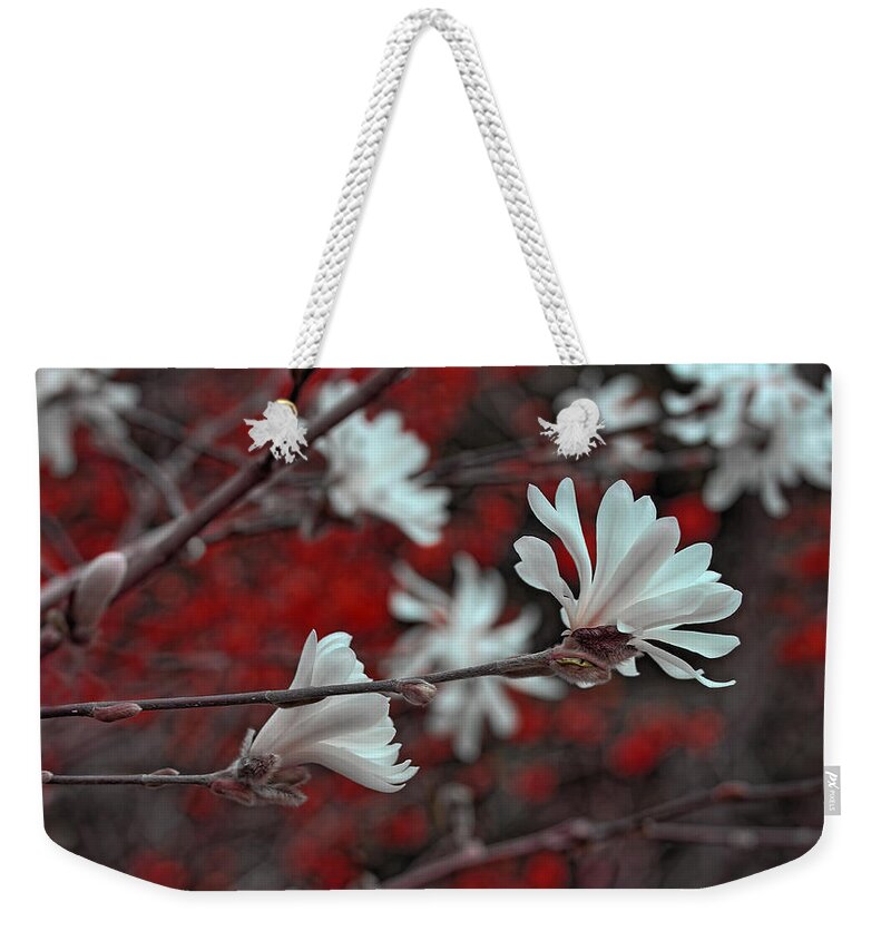 Magnolia Weekender Tote Bag featuring the photograph Evening White Star Magnolia Flowers by Jennie Marie Schell