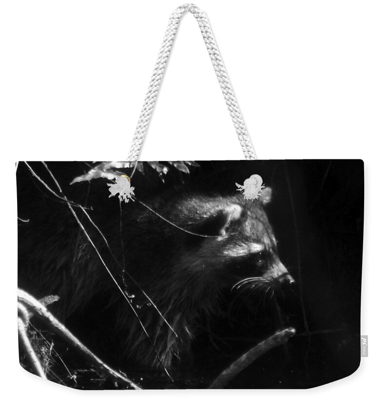 Raccoon Weekender Tote Bag featuring the photograph Everglades Raccoon by David Lee Thompson