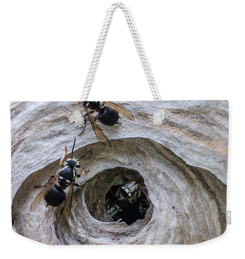 Bald Face Hornet Weekender Tote Bag featuring the photograph Eviction of Bald Face Hornets by Georgette Grossman